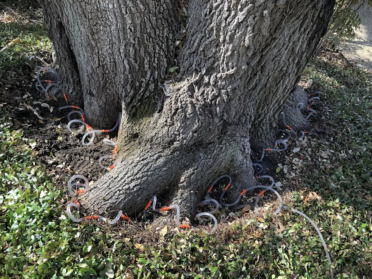 Detailed Tree Cabling and Bracing job site in Bourg